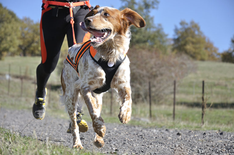 canicross courir avec son chien