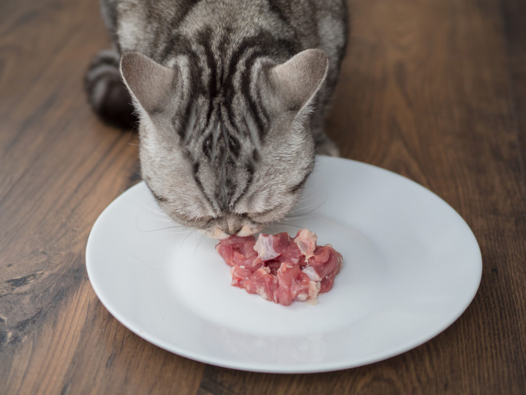 bien nourrir son chat d'extérieur