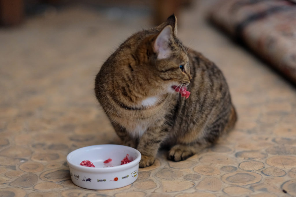 nourrir son chat d’extérieur nourrir son chat d'extérieur