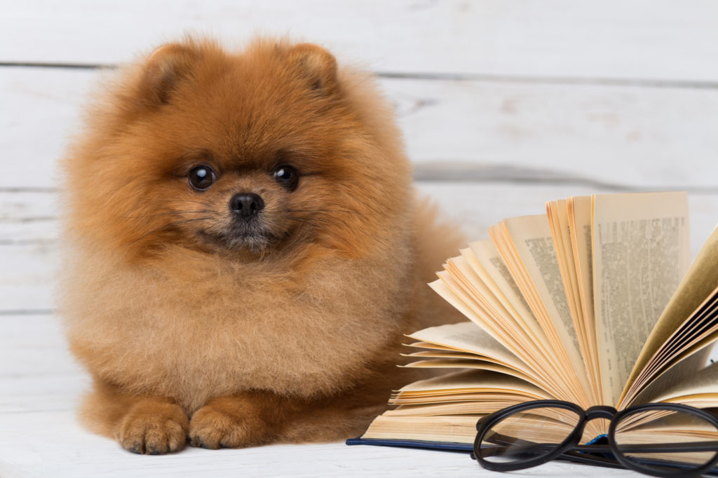 noms de chien en O chien et noms