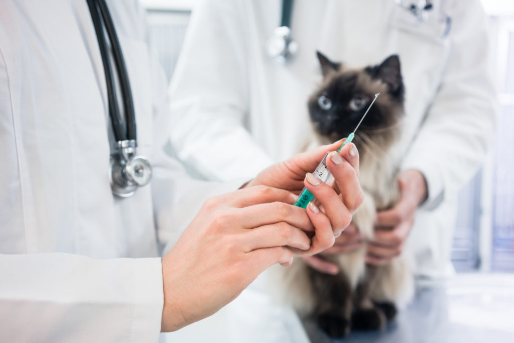 L'essentiel des vaccins pour chat et chatons | Magazine zooplus