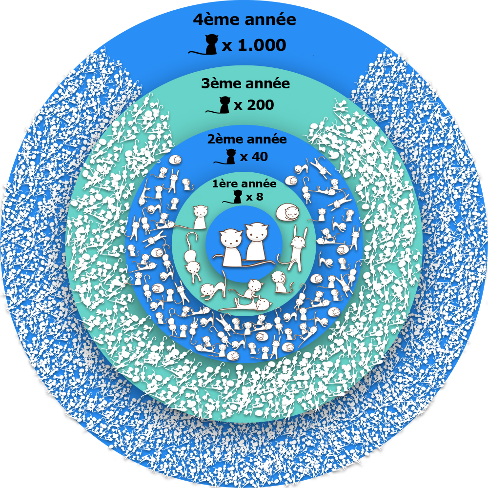 reproduction exponentielle des chats sans castration ou stérilisation