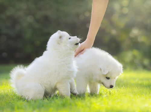 chiots samoyède