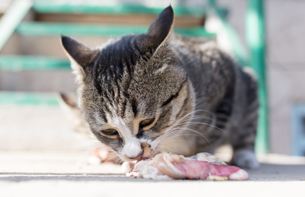 chat et viande