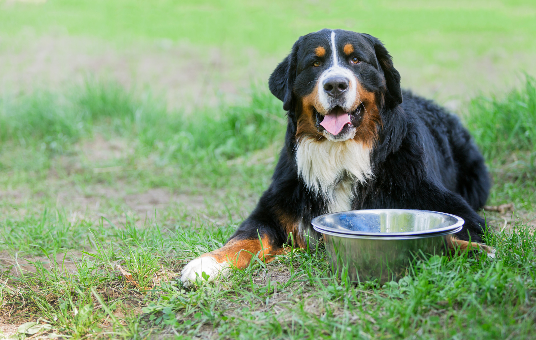 Éducation canine et élevage de Bouviers Bernois