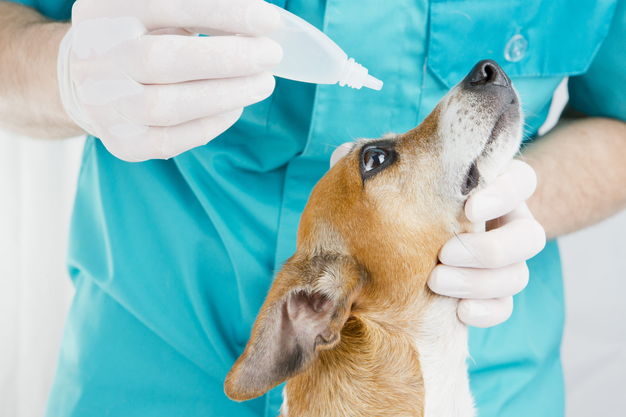 La Conjonctivite Chez Le Chien Magazine Zooplus