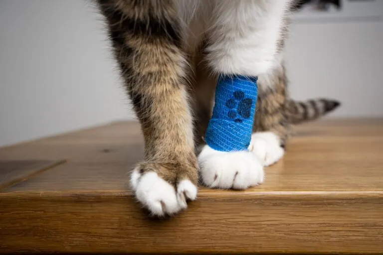 Chat avec un bandage à la patte