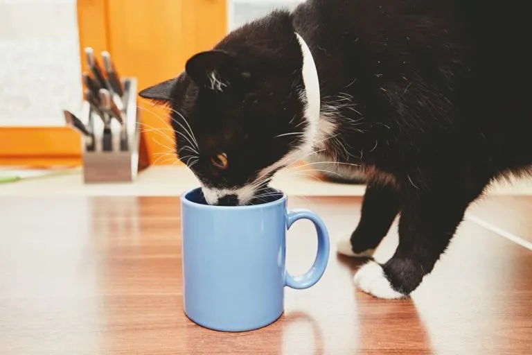 aliments dangereux pour les chats aliments dangereux pour les chats