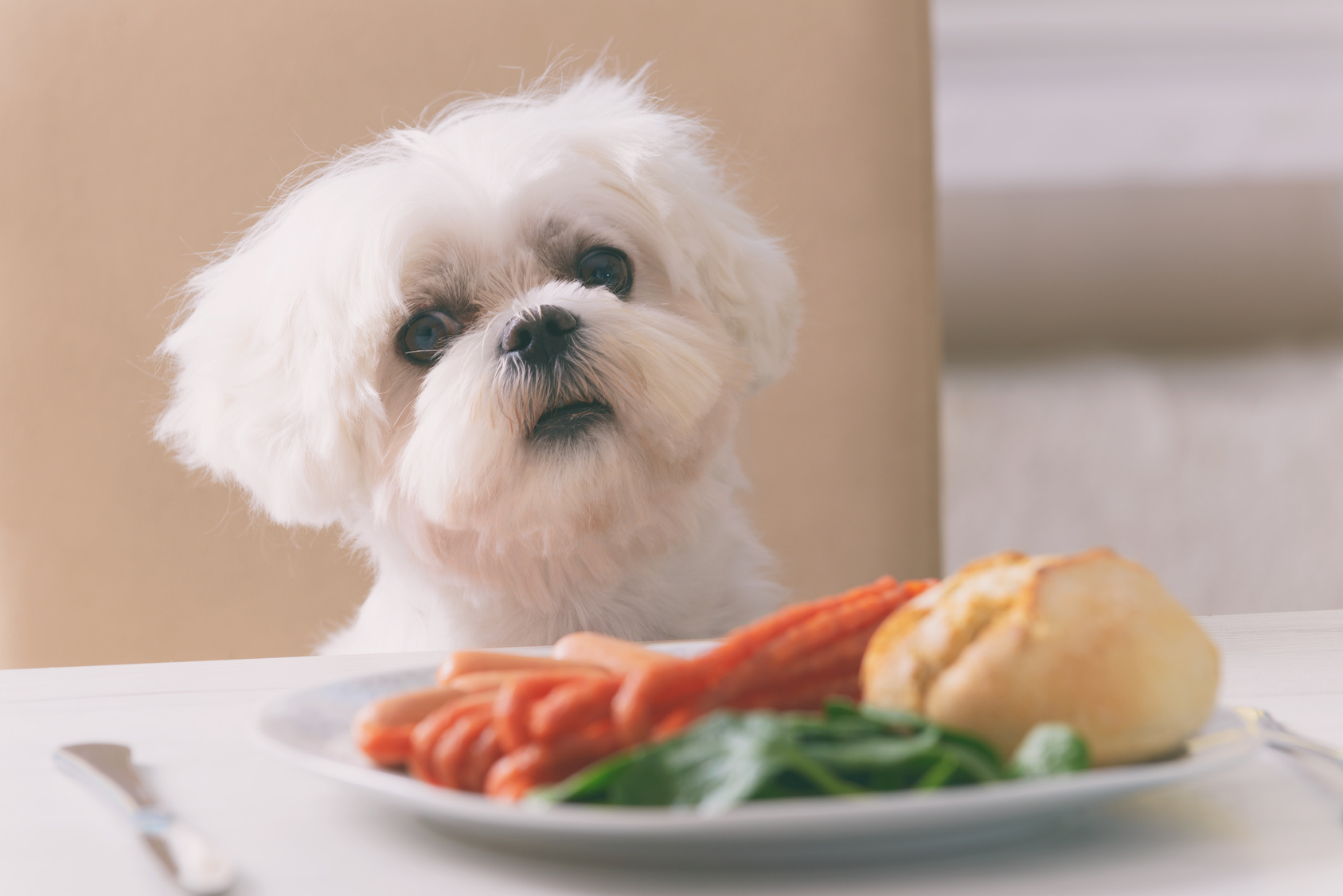 Donner des glaçons à son chien : quels sont les risques ?