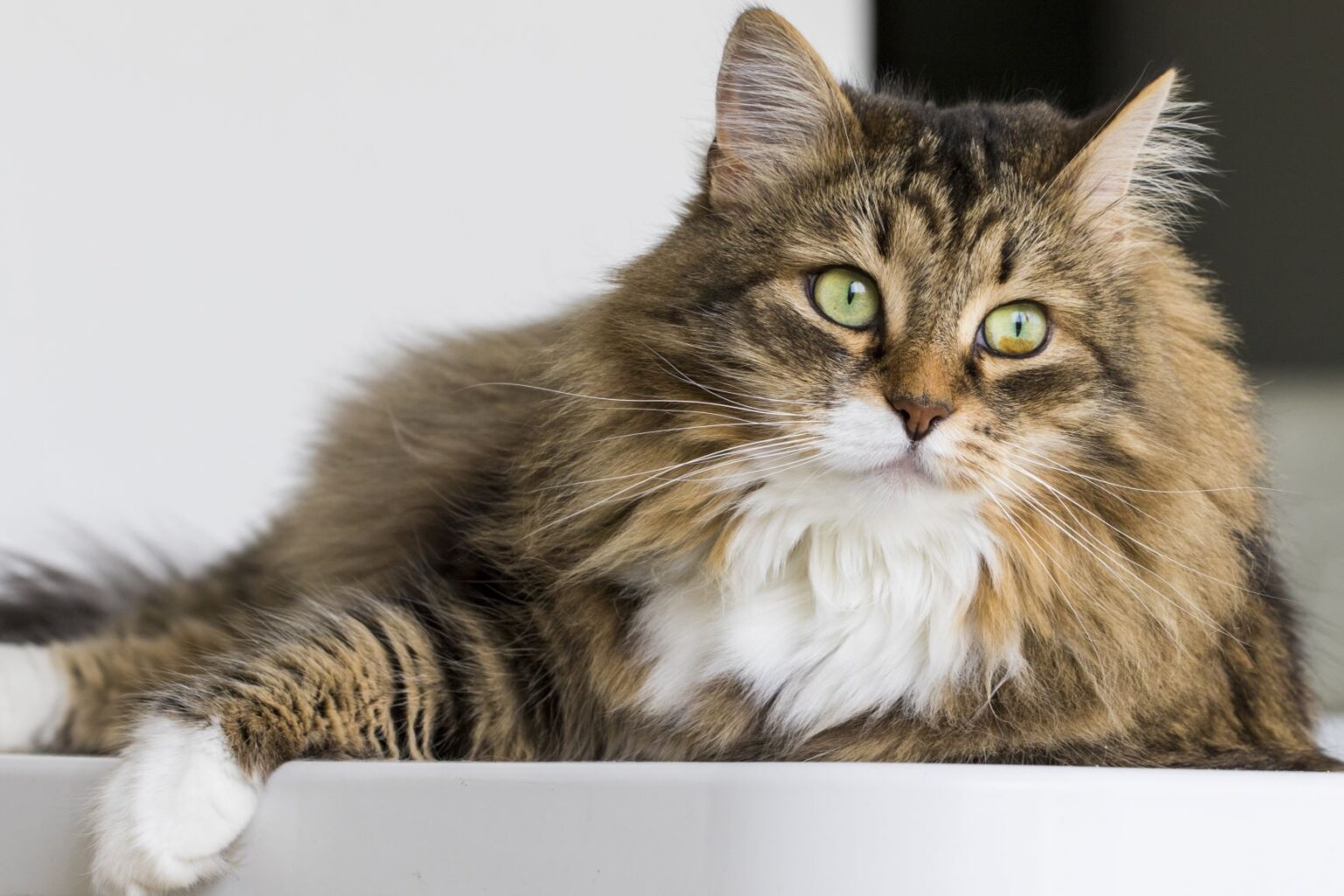 Chat Sib rien Caract re Origines Prix Magazine Zooplus chat-sib-rien-caract-re-origines-prix-magazine-zooplus