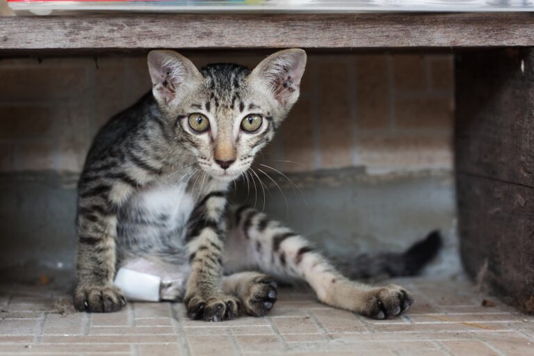 Trousse de secours chat : nos conseils vétérinaires