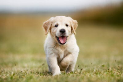  Golden Retriever : caractère, éducation, achat | Magazine zooplus