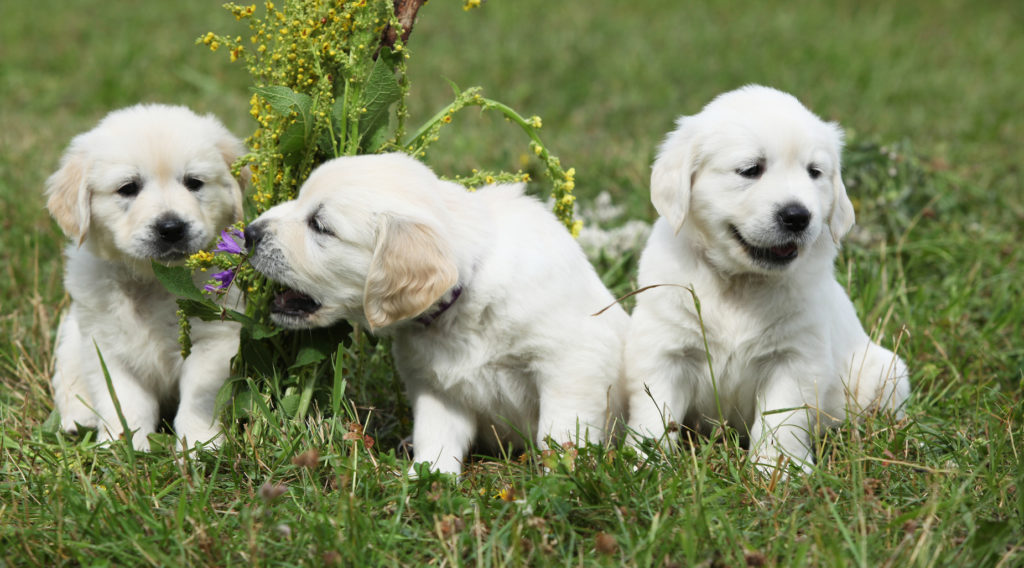 chiots golden retriever