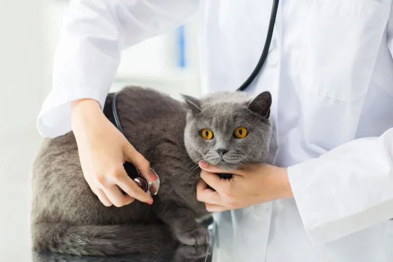 troubles digestifs du chat troubles digestifs du chat