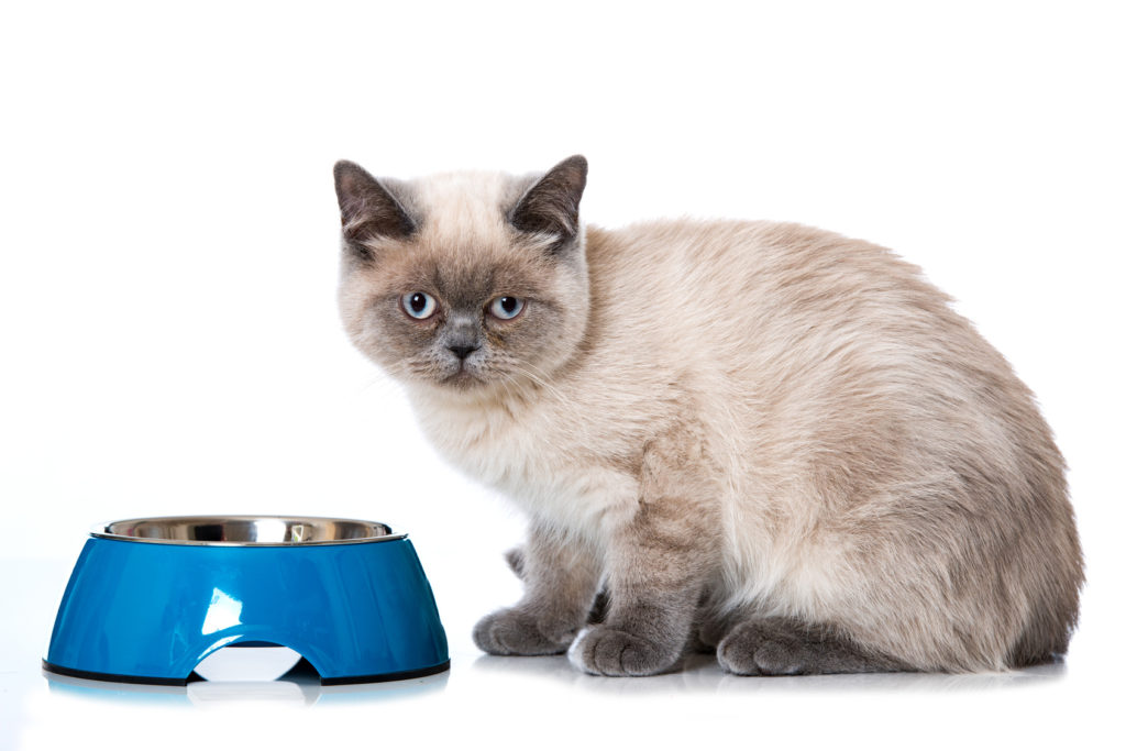 Le Chat Peut Il Manger Du Fromage Alimentation Du Chat Autourdesanimaux