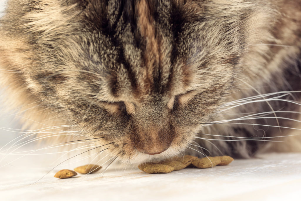 intolérances et allergies alimentaires chez le chat