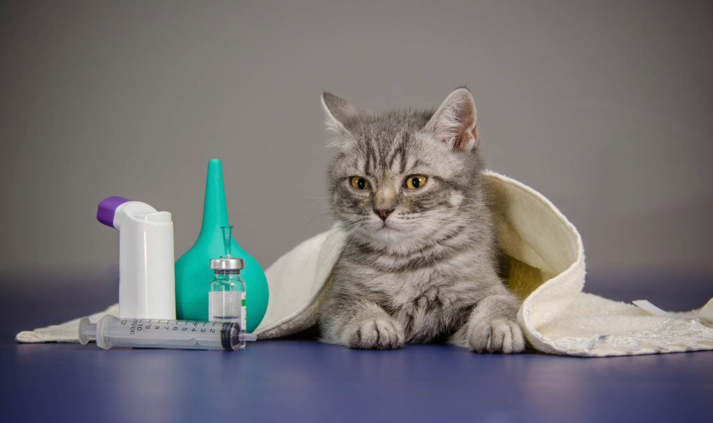 Trousse A Pharmacie Pour Chat Les Indispensables Magazine Zooplus Trousse A Pharmacie Pour Chat Les Indispensables Magazine Zooplus