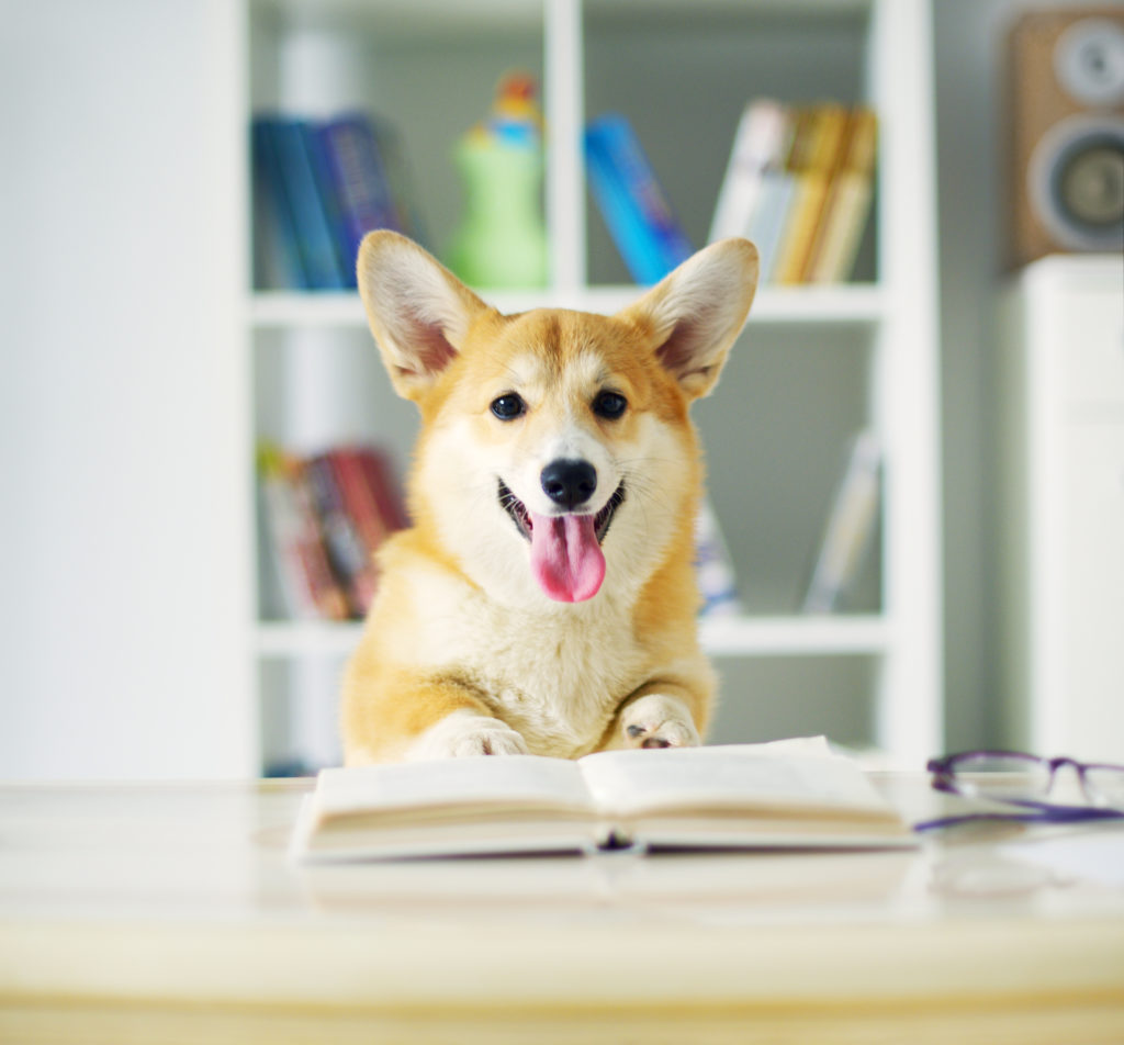 chien et livre