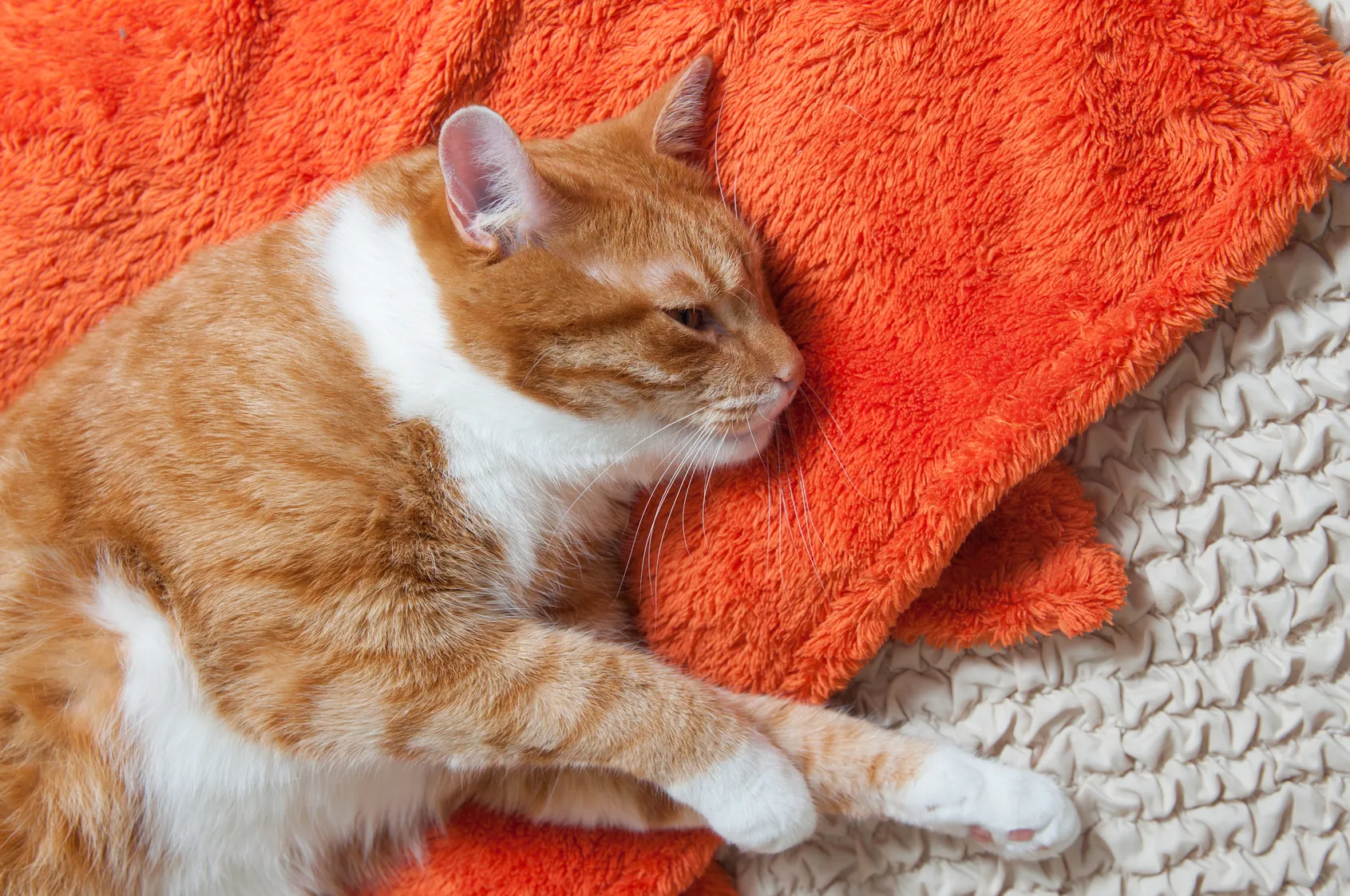 troubles digestifs du chat troubles digestifs du chat