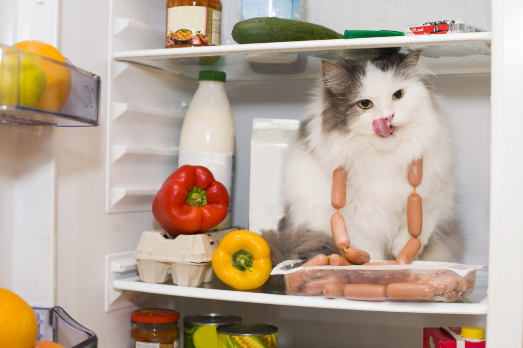 aliments toxiques pour les chats