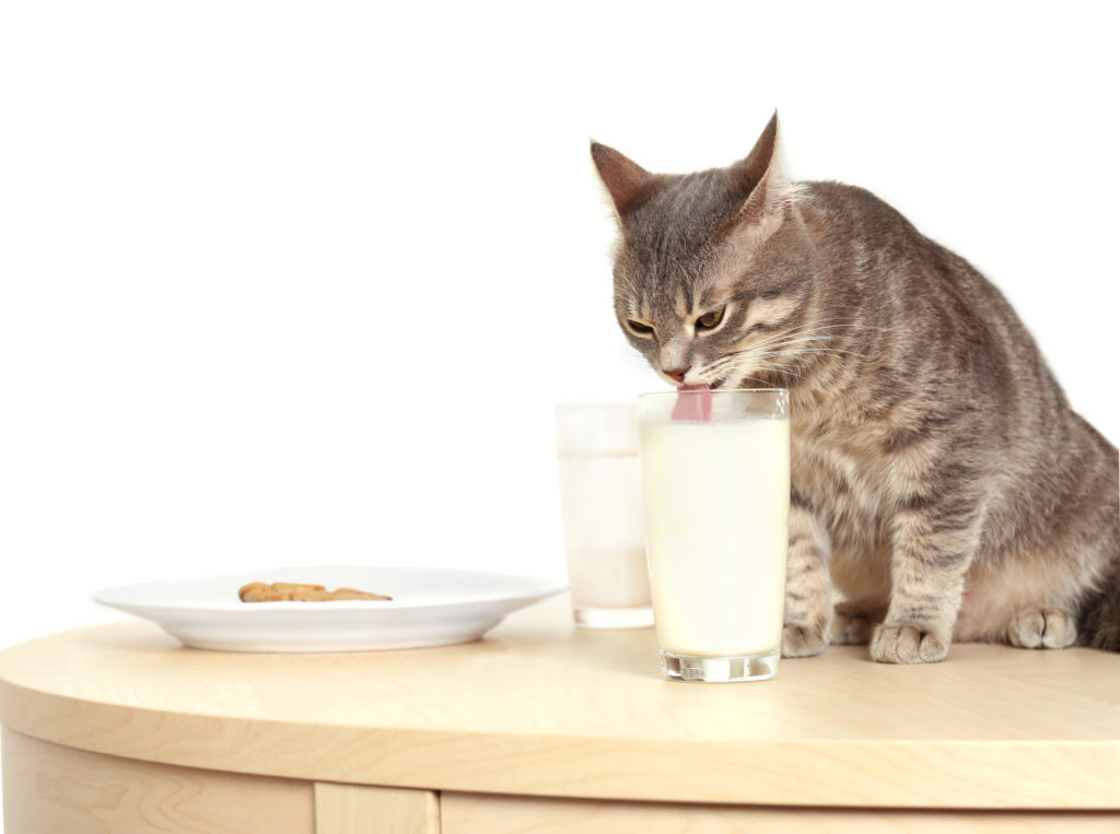 aliments dangereux pour les chats