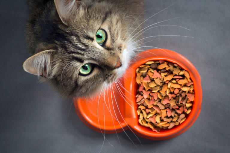 nourriture monoprotéine pour chat
