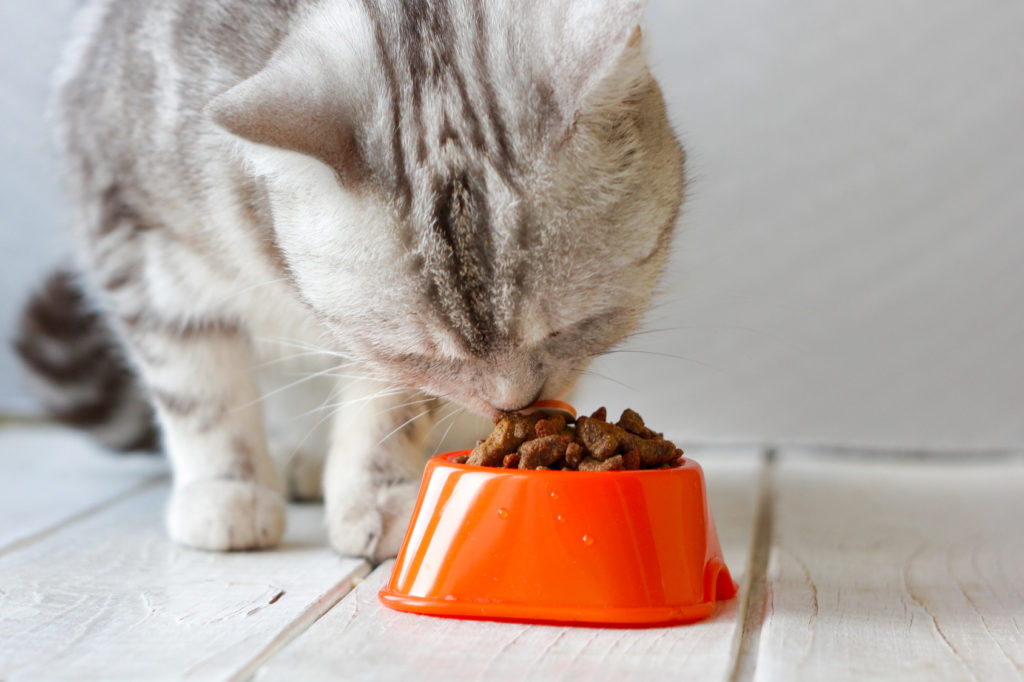 nourriture monoprotéine pour chat