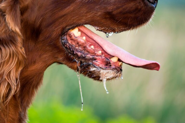 rage chez le chien