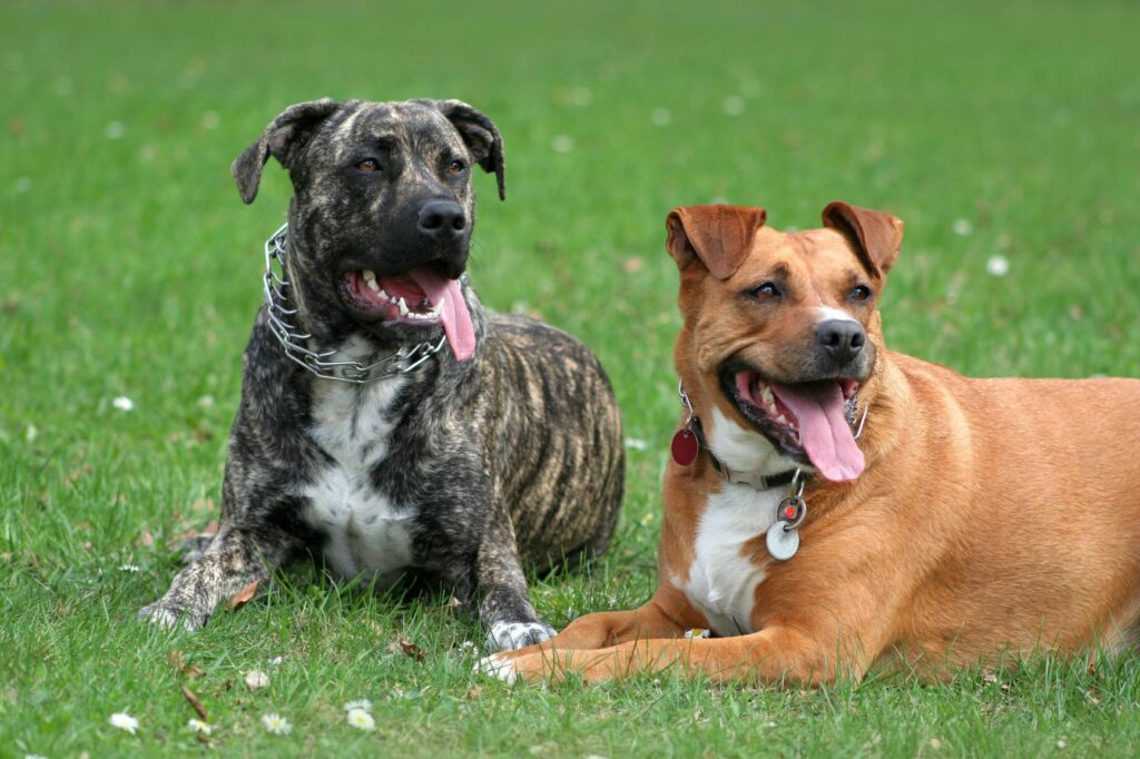 deux chiens à la gueule ouverte