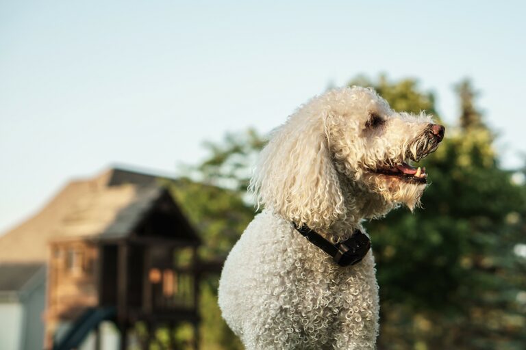 chien avec collier noir