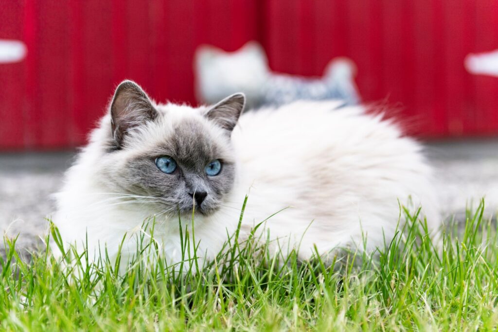 chat ragdoll