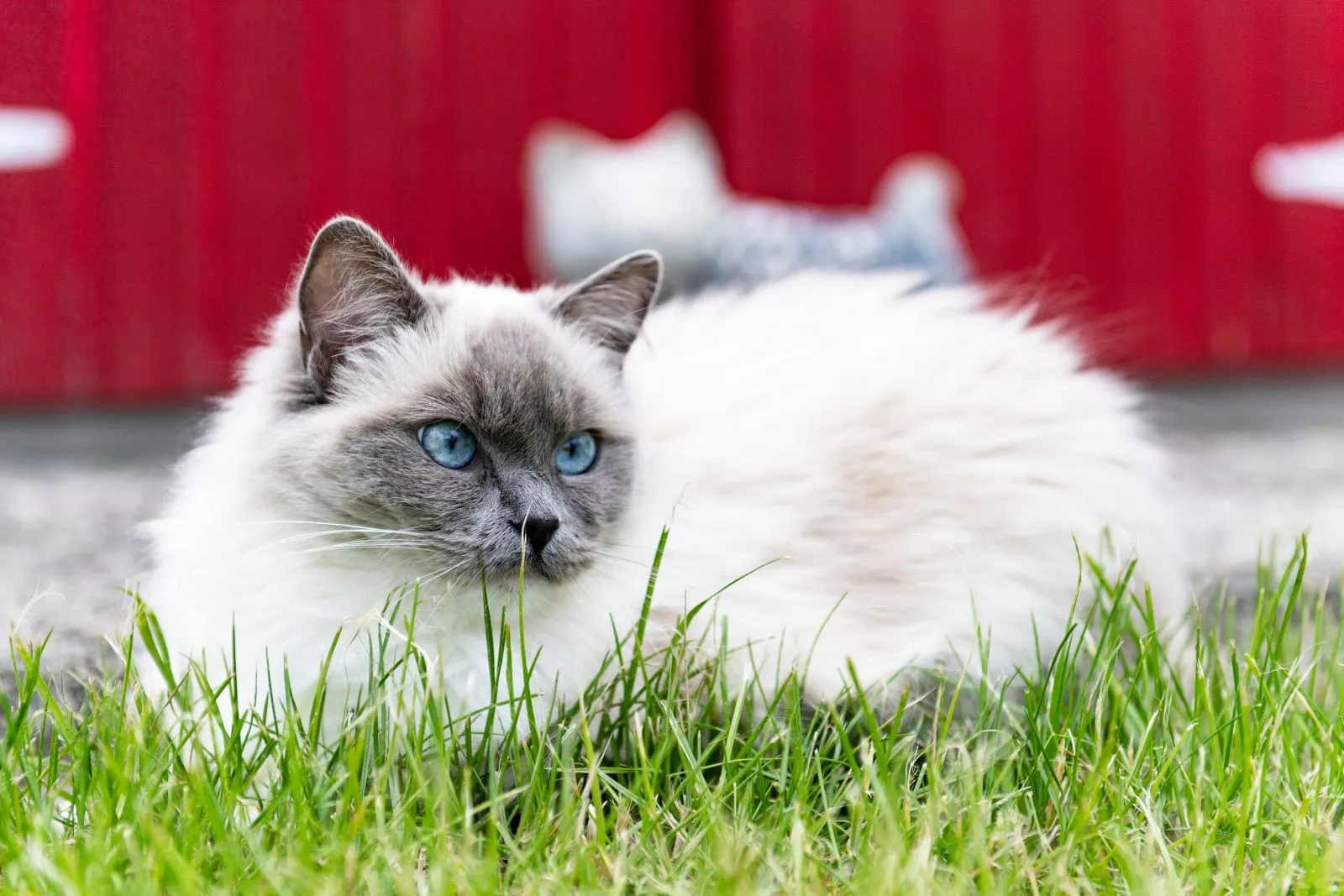 chat ragdoll chat ragdoll