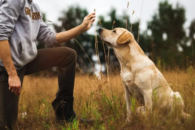 Un homme fait de l'obéissance canine avec son chien