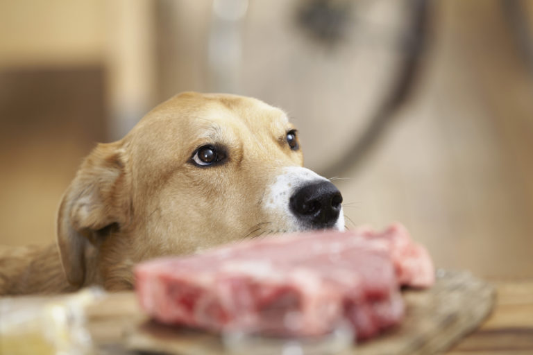 Alimentation Barf Pour Chien Nourriture Crue De Quoi S