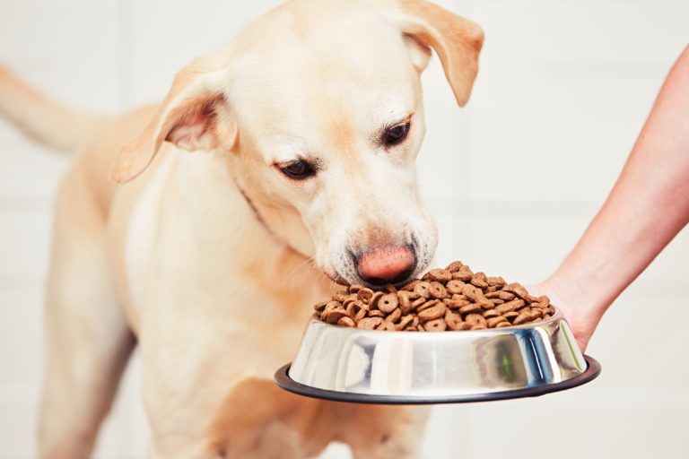 alimentation chien diabétique