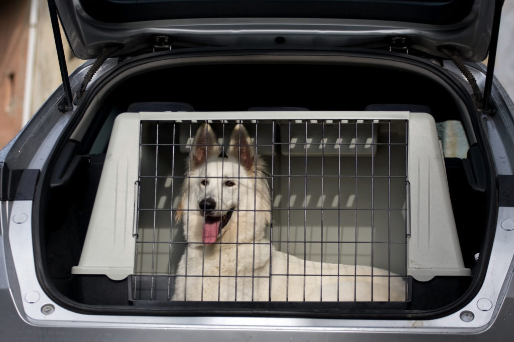 Comment attacher son chien en toute sécurité dans la voiture ?