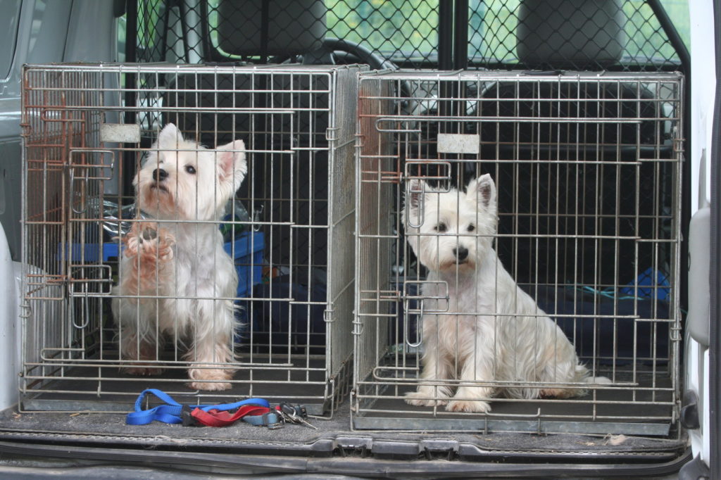 transporter son chien en voiture transporter son chien en voiture