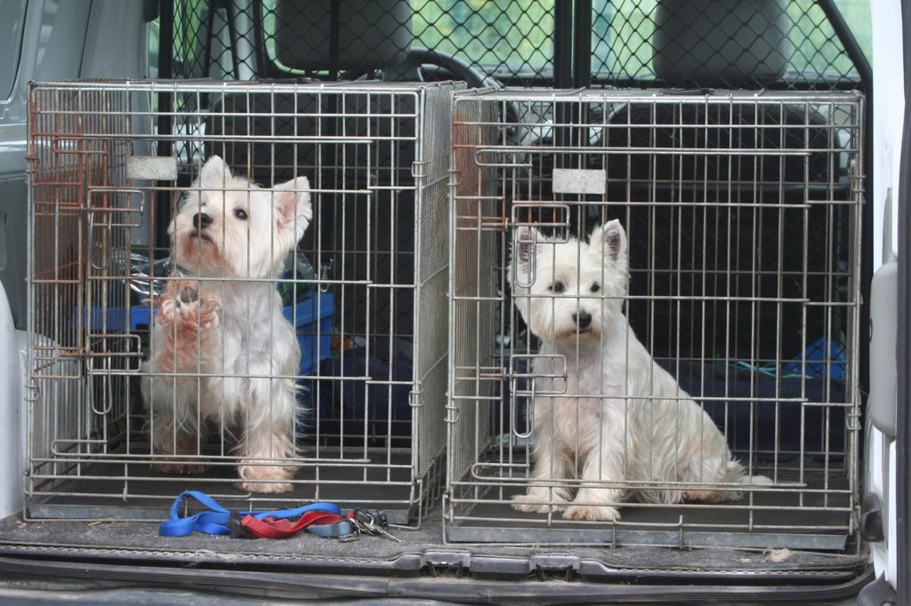 transporter son chien en voiture