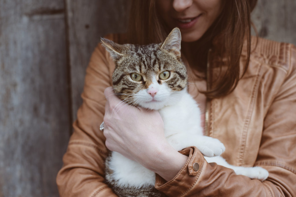 domestication du chien et du chat