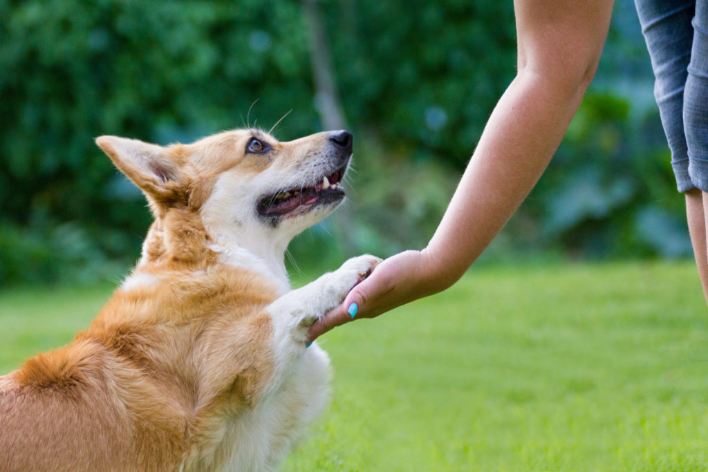 chien et son propriétaire