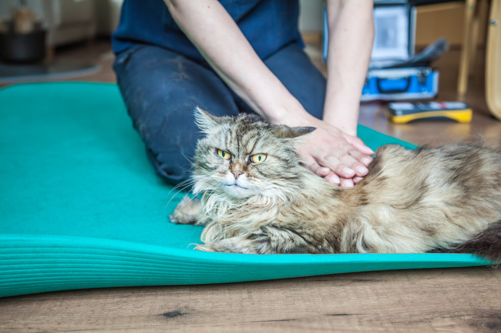 maladies osseuses du chat