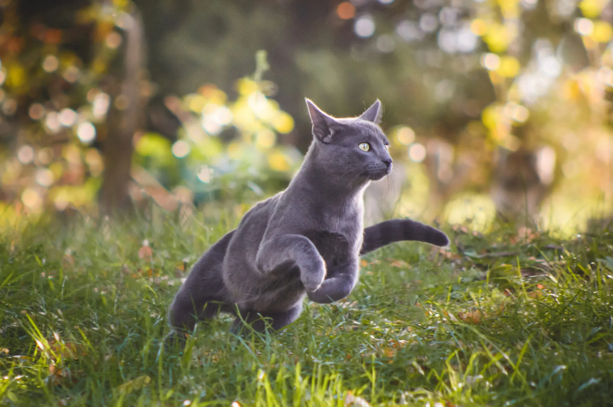 maladies osseuses du chat arthrose du chat maladies osseuses du chat