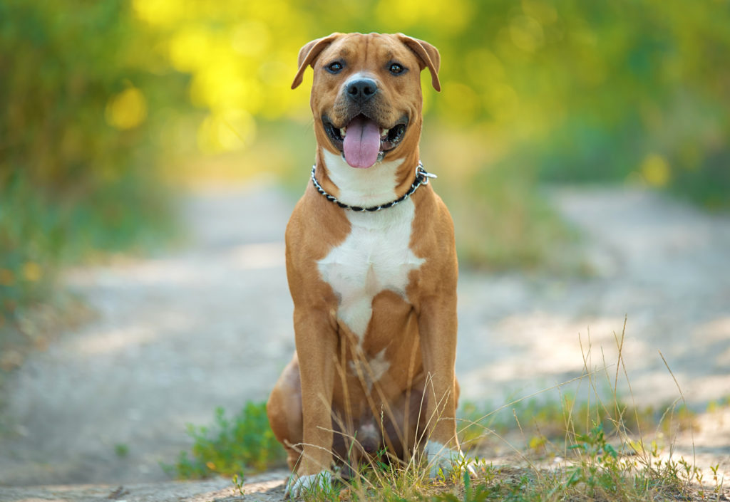 obéissance canine dresser son chien