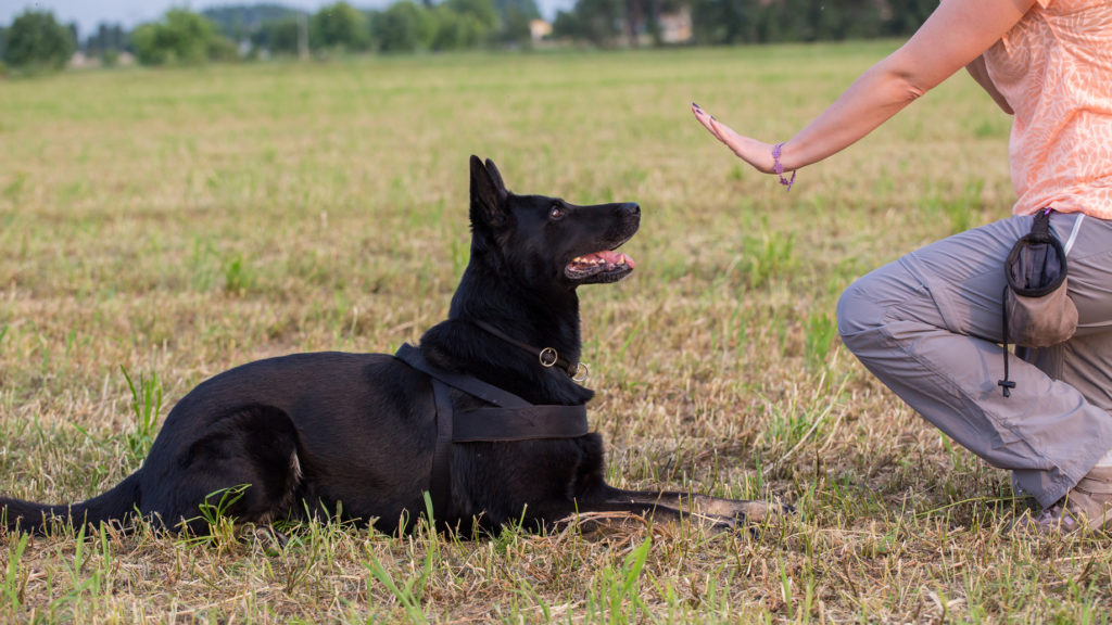 obéissance canine dressage pour chien