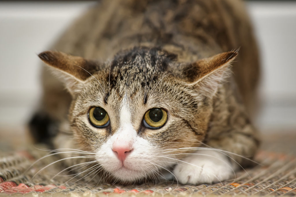 Stress du chat - Comment apaiser et soigner un chat stressé ?