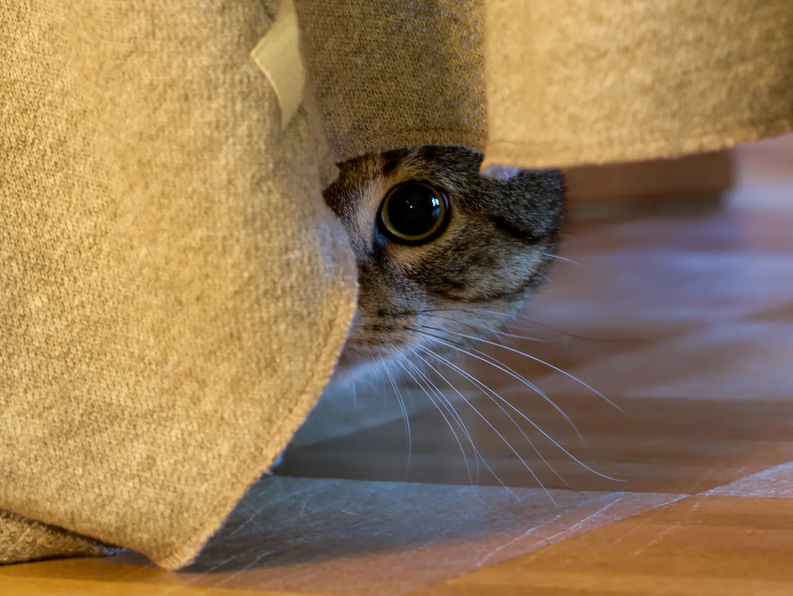 chat peureux que faire