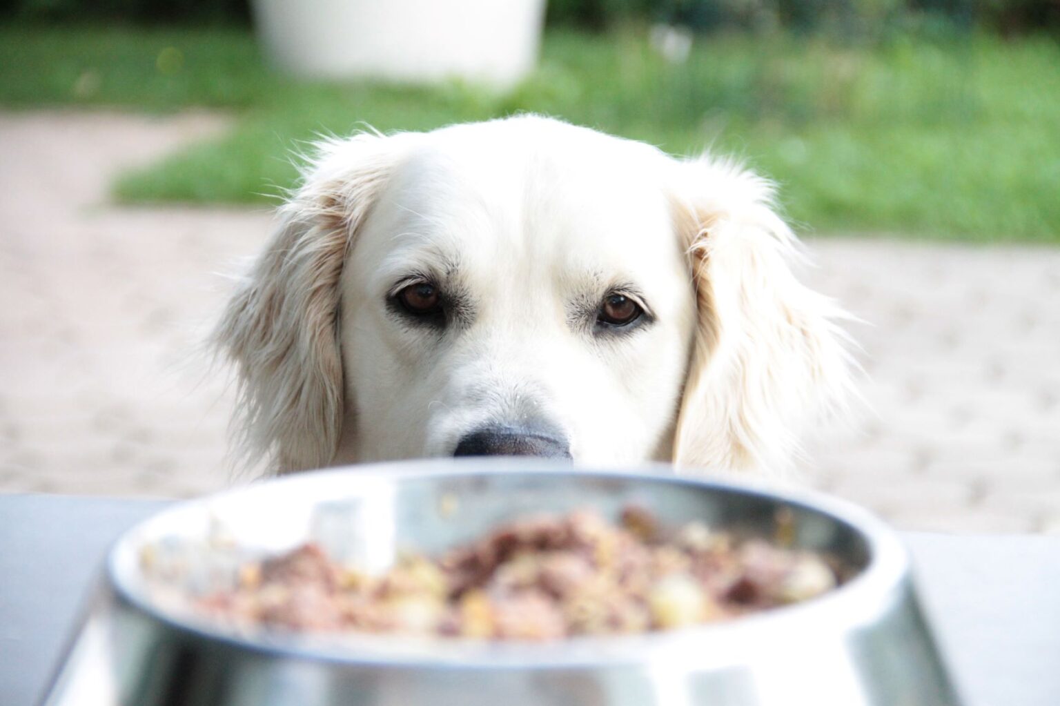 Alimentation du Golden Retriever Magazine zooplus