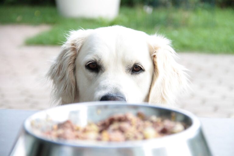 nourriture et golden retriever