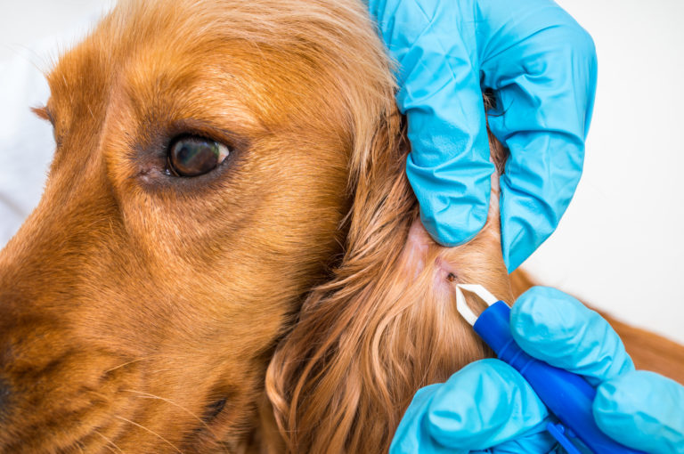 la maladie de Lyme chez le chien