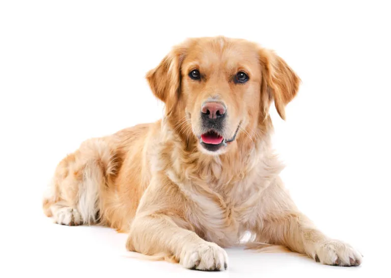 Golden Retriever allongé